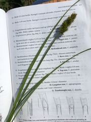 Carex otrubae