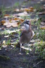 Garrulus glandarius