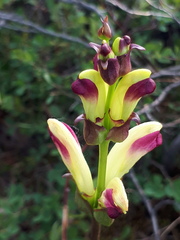 Pedicularis sceptrum-carolinum