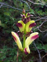 Pedicularis sceptrum-carolinum