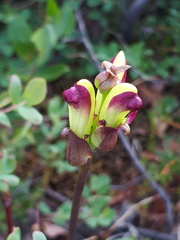 Pedicularis sceptrum-carolinum