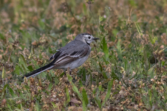 Motacilla alba alba