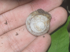 Elaphroconcha