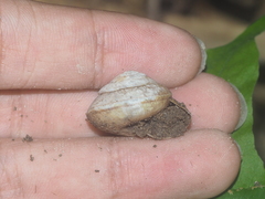 Elaphroconcha