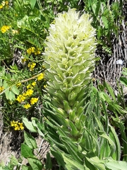 Campanula thyrsoides