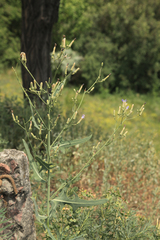 Lactuca tatarica