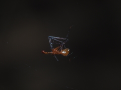 Argyrodes flavescens