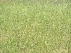 Triticum monococcum boeoticum