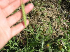 Triticum monococcum boeoticum