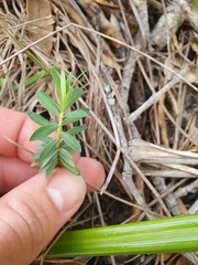 Pimelea tomentosa
