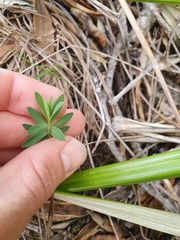 Pimelea tomentosa