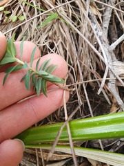 Pimelea tomentosa