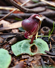 Corybas unguiculatus