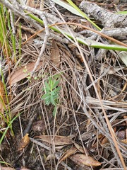 Pimelea tomentosa