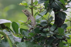 Calotes versicolor