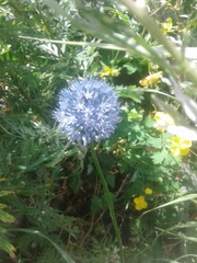 Allium caeruleum