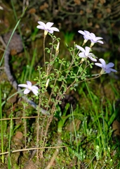 Oxalis ebracteata