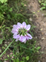 Securigera varia