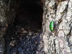 Protaetia cuprea cuprea