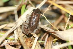 Occidozyga martensii