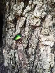 Protaetia cuprea cuprea