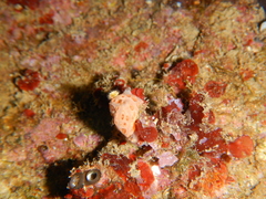 Hemimycale columella