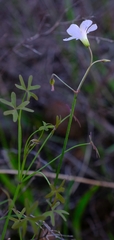 Oxalis lateriflora
