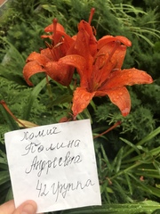 Lilium concolor partheneion