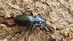 Carabus germarii