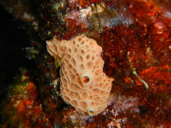 Hemimycale columella