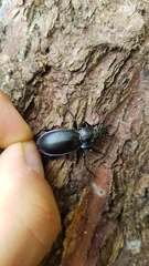 Carabus germarii