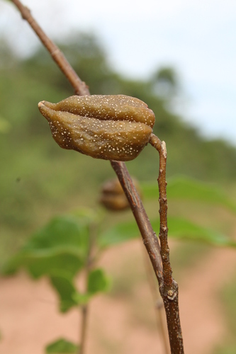 Trigonia boliviana