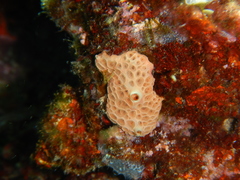 Hemimycale columella