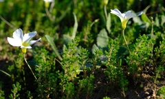 Oxalis viscosa