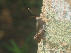 Coptacrinae
