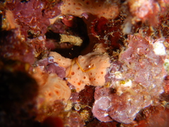 Hemimycale columella