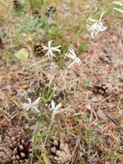 Silene nutans