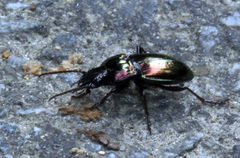 Pterostichus burmeisteri
