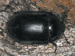 Pterohelaeus striatopunctatus