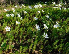 Oxalis viscosa