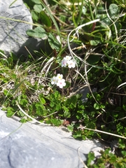 Androsace chamaejasme