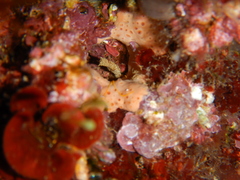 Hemimycale columella