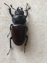 Lucanus cervus