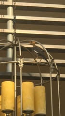 Acridotheres tristis