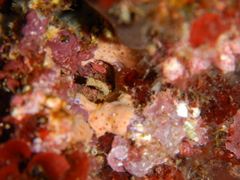 Hemimycale columella