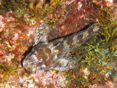 Lipophrys trigloides