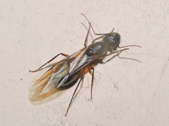 Camponotus