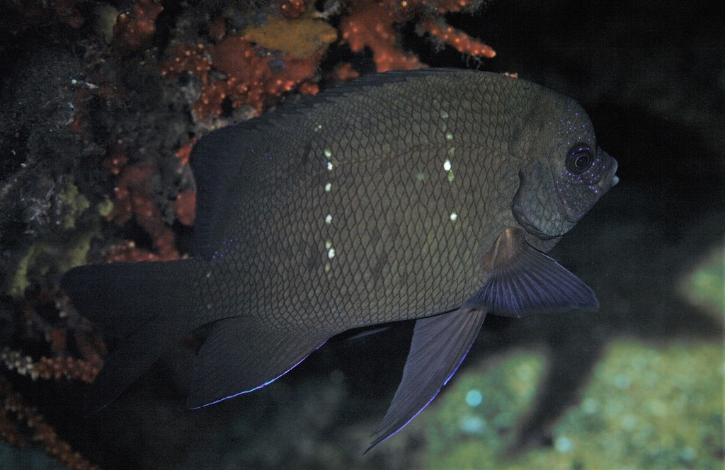 Western Scalyfin