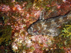 Lipophrys trigloides