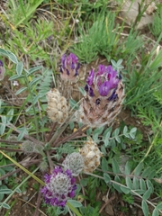 Astragalus laguroides
